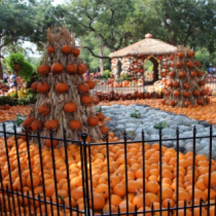 Arboretum pumpkins