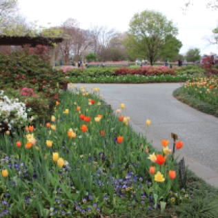 Arboretum Dallas Blooms
