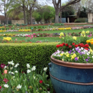 Arboretum Dallas Blooms