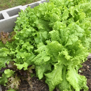 Lettuce Garden