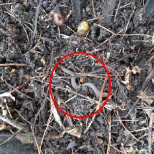 Snake in compost